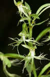 Green fringed orchid